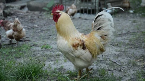 A light colored rooster and several brown and white hens 動画素材 343310523