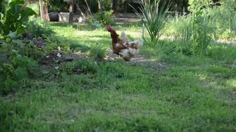A light colored rooster and several brown and white hens 스톡 동영상 343310526