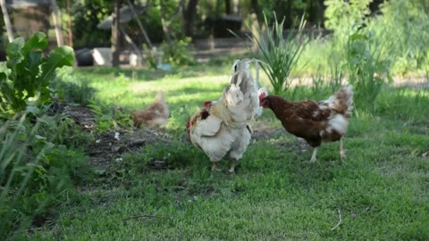 A light colored rooster and several brown and white hens 스톡 동영상 343310593