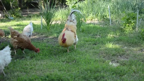 A light colored rooster and several brown and white hens 動画素材 343310599