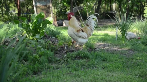 A light colored rooster and several brown and white hens 스톡 동영상 343310600