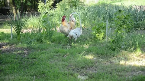 A light colored rooster and several brown and white hens 動画素材 343310626