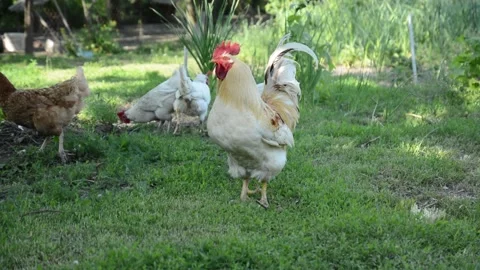 A light colored rooster and several brown and white hens 動画素材 343310627