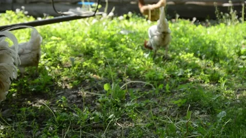 A light colored rooster and several brown and white hens 스톡 동영상 343344595