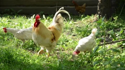 A light colored rooster and several brown and white hens Stock-Footage 343344600