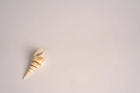 A light colored seashell from the sea on a white background. Close. Foto stock