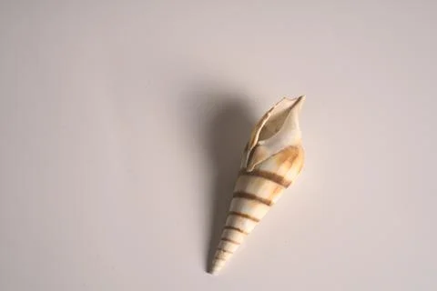 A light colored seashell from the sea on a white background. Closeup. Stock Photos