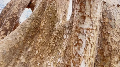 Light-colored sycamore bark with a distinct texture on a massive tree trunk. Stock Footage 336354119