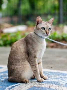 Light-Colored Tabby Cat with Collar Sitting Alert on Blue Painted Floor Foto stock