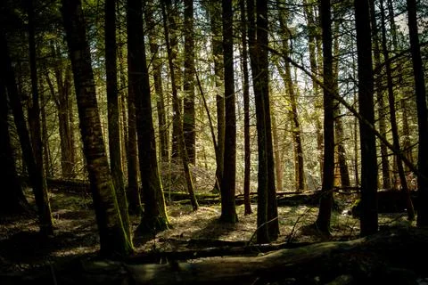 The light comes through the trees in the forest at sunset Stock Photos