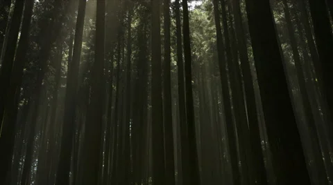 Light coming to forest Stock Footage 66558447