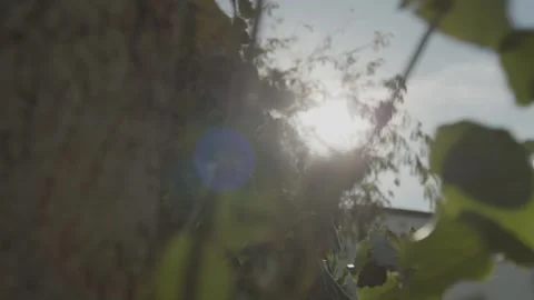 Light coming shining through the leave Vídeo Stock 270678061