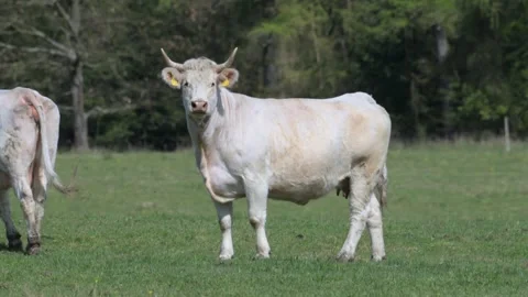 Light cow walking on a pasture 動画素材 340035472
