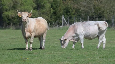 Light cows grazing on a pasture 스톡 동영상 340413368