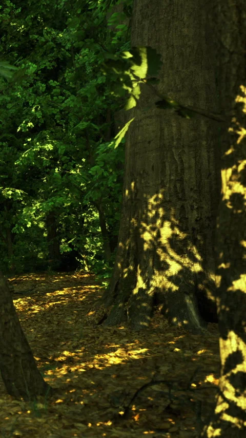 Light dances on tree bark casting beautiful shadows in a serene forest Stock Footage 331695469