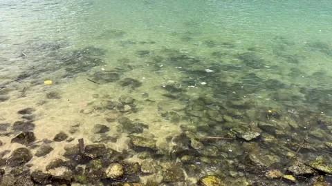 Light dancing on clear waters near sunlit shore Stock Footage 323333099