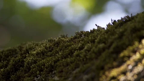 Light dancing On Tree Filled With Moss Macro 4K Stockbeeldmateriaal 85230818