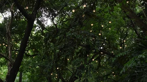 Light dangling on tress among its lush green leaves. Stock Footage 340048883