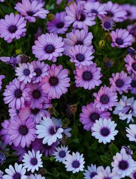 Light &amp; dark daisies in bloom Stock Photos