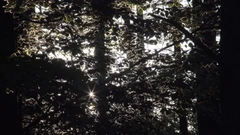 Light in the dark forest Stock Footage 194521911