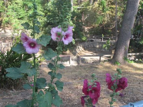 Light & Dark Pink Hibiscus Stock Photos