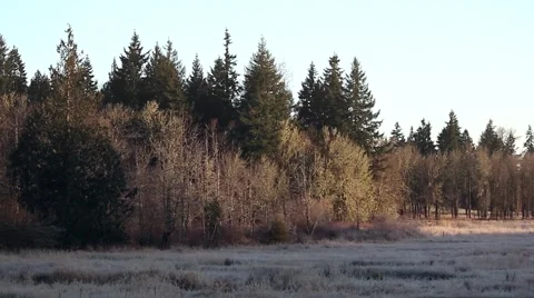 Light of Dawn Creeps Down the Trees 库存影片 62577912