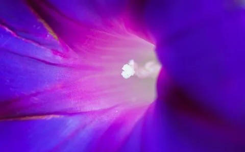 The light deep within, sensational macro shot of the core of a blue flower. Stock Photos