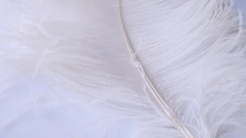 Light, delicate ostrich feather. White feather on a white Stock Footage 128993107