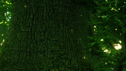 Light dots dance around a tall tree trunk in a green forest during twilight Stock Footage 338159159
