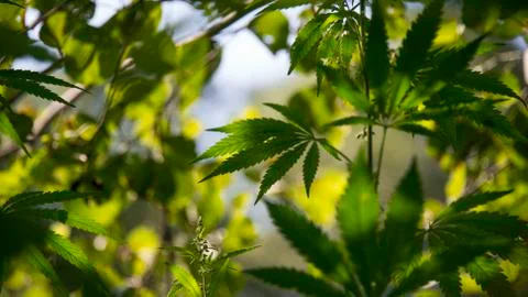 Light draws the texture of the sheet. Stock Photos