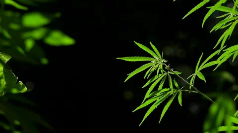 Light draws the texture of the sheet.The sound of nature. Stock Footage 112128347