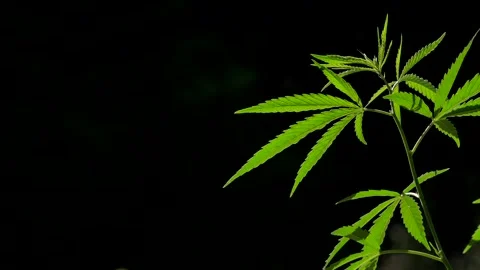 Light draws the texture of the sheet.The sound of nature. Stock Footage 112128348