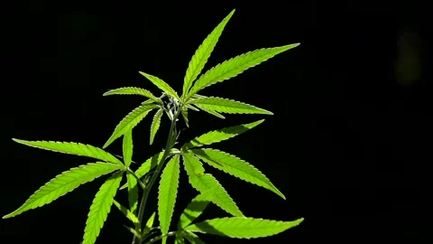 Light draws the texture of the sheet.The sound of nature. Stock Footage 112128355