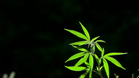 Light draws the texture of the sheet.The sound of nature. Stock Footage 112128360