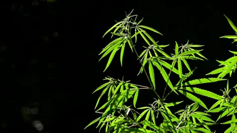 Light draws the texture of the sheet.The sound of nature. Stock Footage 112130536