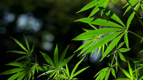 Light draws the texture of the sheet.The sound of nature. Stock Footage 112130539