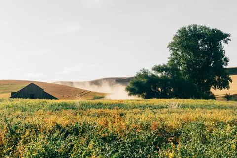 A Light Dusting 2 Stock Photos