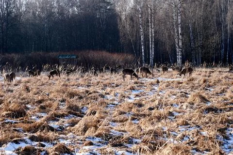 The light of the early spring sun softly illuminates the scene with a group o Stock Photos