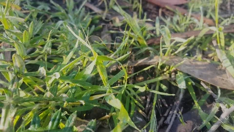 Light effect, Drop Water on Grass Stock Footage