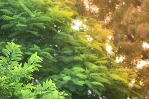 Light effect rain forest background with defocused rain water drops falling o Stock Photos