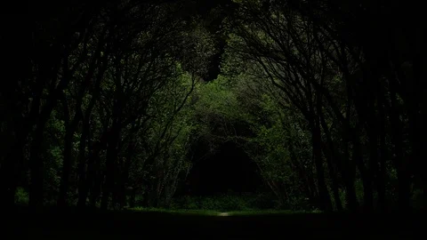 A light in the end of a tunnel. Magic game of light and shadow in forest Stock Footage 89291137