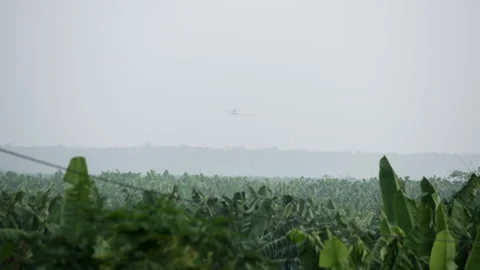 A light-engine small yellow plane flies over palm trees and sprays pesticides Stock Footage 261973852