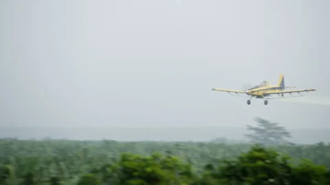A light-engine yellow plane flies over palm trees and sprays pesticides Stock Footage 261973461