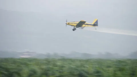 A light-engine yellow plane sprays pesticides over palm trees Stock Footage 261967546