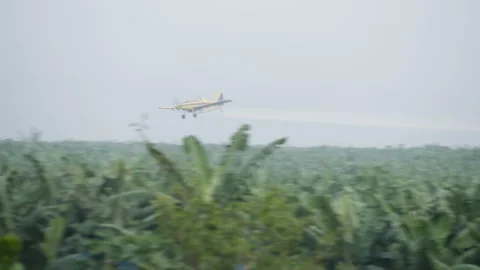 A light-engine yellow plane sprays pesticides over palm trees Stock Footage 261968225