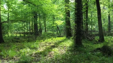 Light entering rich deciduous forest in sunset Stock Footage 220297262