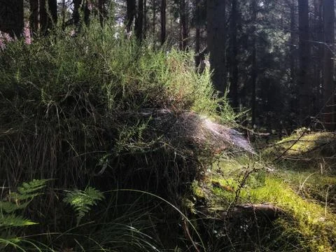 Light falling on a delicate spiderweb in the forest Stock Photos