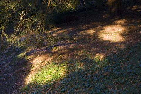 Light falling on a forest floor Stock Photos