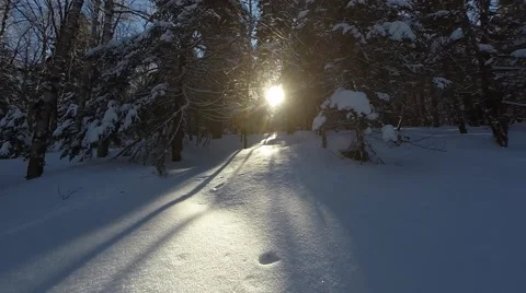 Light Falling Snow in the Woods Video stock 46454812