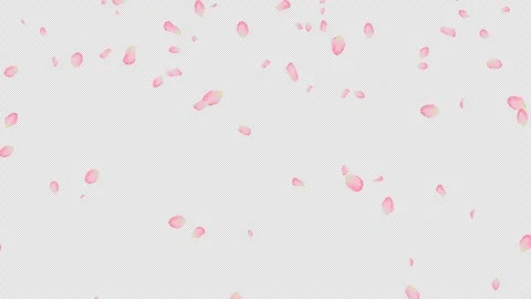 Light Falling Vivid Sakura Petals with Alpha Channel Spring Overlay Stock Footage 332423559